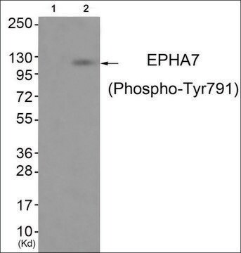 Anti-phospho-EPHA7 (pTyr791) antibody produced in rabbit affinity isolated antibody