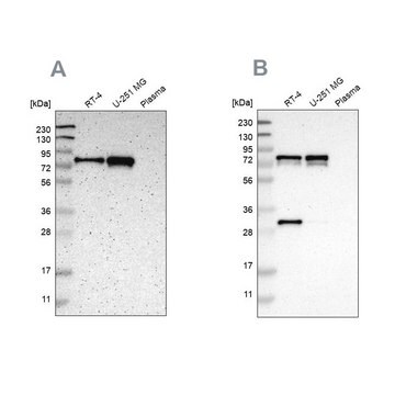 Anti-MTDH antibody produced in rabbit Ab1, Prestige Antibodies&#174; Powered by Atlas Antibodies, affinity isolated antibody, buffered aqueous glycerol solution