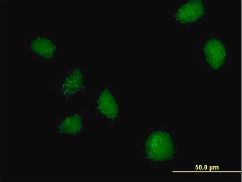 Anti-C21ORF7 antibody produced in mouse purified immunoglobulin, buffered aqueous solution