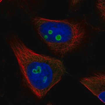 Anti-RETSAT antibody produced in rabbit Prestige Antibodies&#174; Powered by Atlas Antibodies, affinity isolated antibody