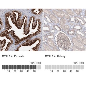 Anti-SYTL1 antibody produced in rabbit Prestige Antibodies&#174; Powered by Atlas Antibodies, affinity isolated antibody, buffered aqueous glycerol solution