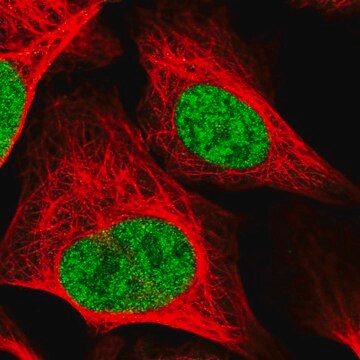 Anti-RAD54L antibody produced in rabbit Prestige Antibodies&#174; Powered by Atlas Antibodies, affinity isolated antibody