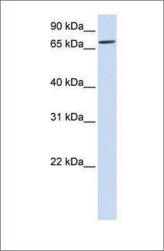 Anti-IL1RAPL2 antibody produced in rabbit affinity isolated antibody