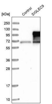 Anti-SIGLEC9 antibody produced in rabbit Prestige Antibodies&#174; Powered by Atlas Antibodies, affinity isolated antibody, buffered aqueous glycerol solution