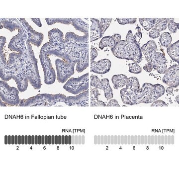 Anti-DNAH6 antibody produced in rabbit Prestige Antibodies&#174; Powered by Atlas Antibodies, affinity isolated antibody, buffered aqueous glycerol solution