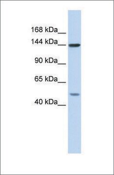 Anti-SF3B1 affinity isolated antibody