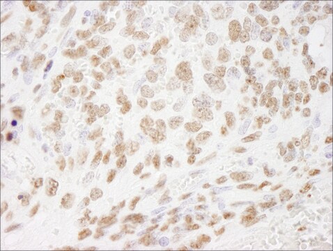 Rabbit anti-Histone H3 Antibody, Affinity Purified Powered by Bethyl Laboratories, Inc.