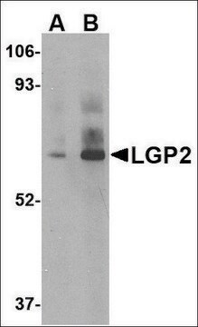 Anti-LGP2 antibody produced in rabbit affinity isolated antibody, buffered aqueous solution