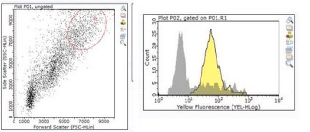 Anti-Thy 1.1 (CD90) Antibody, clone T11D7e clone T11D7e, from mouse