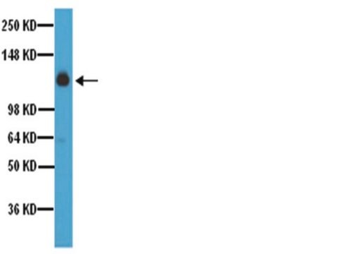 Anti-Integrin &#945;5 Antibody, CT, Intracellular serum, Chemicon&#174;