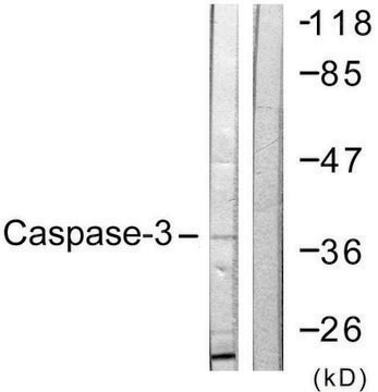 Anti-CASP3 antibody produced in rabbit affinity isolated antibody