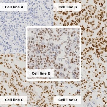 Breast Analyte ControlDR Cell line controls for immunohistochemistry and in situ hybridization