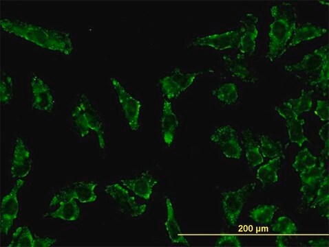 Monoclonal Anti-STAT3 antibody produced in mouse clone 4D6, purified immunoglobulin, buffered aqueous solution