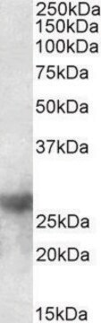 Anti-Lgals3 antibody produced in goat affinity isolated antibody, buffered aqueous solution