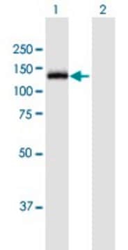 Anti-MGEA5 antibody produced in mouse purified immunoglobulin, buffered aqueous solution