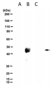 Mouse Anti-Llama IgG2 Antibody