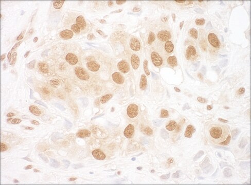 Rabbit anti-RuvBL2 Antibody, Affinity Purified Powered by Bethyl Laboratories, Inc.