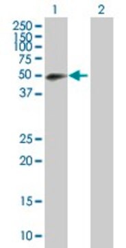 Anti-RNF146 antibody produced in mouse purified immunoglobulin, buffered aqueous solution