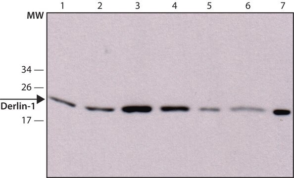 Anti-Derlin-1 antibody, Mouse monoclonal clone Derlin1-1, purified from hybridoma cell culture