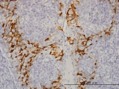 Monoclonal Anti-GSTA3 antibody produced in mouse clone 1F11, purified immunoglobulin, buffered aqueous solution