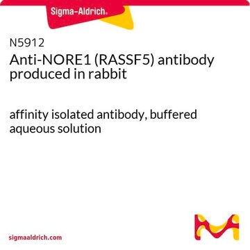 Anti-NORE1 (RASSF5) antibody produced in rabbit affinity isolated antibody, buffered aqueous solution