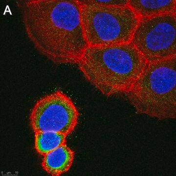 Anti-ASTN2 Antibody, clone 2E8 ZooMAb&#174; Rabbit Monoclonal recombinant, expressed in HEK 293 cells