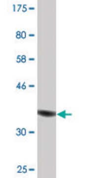 Monoclonal Anti-MAP1S antibody produced in mouse clone 4H2, purified immunoglobulin, buffered aqueous solution