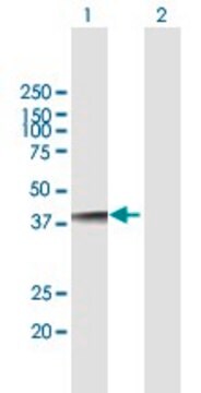 Anti-NUDT18 antibody produced in mouse purified immunoglobulin, buffered aqueous solution