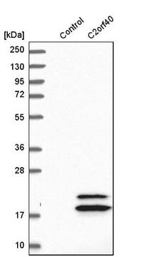 Anti-C2orf40 antibody produced in rabbit Prestige Antibodies&#174; Powered by Atlas Antibodies, affinity isolated antibody, buffered aqueous glycerol solution