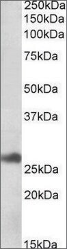 Anti-DNAJB9 antibody produced in goat affinity isolated antibody, buffered aqueous solution