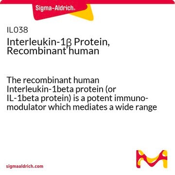 Interleukin-1&#946; Protein, Recombinant human The recombinant human Interleukin-1beta protein (or IL-1beta protein) is a potent immuno-modulator which mediates a wide range of immune &amp; inflammatory responses including the activation of B &amp; T-cells.