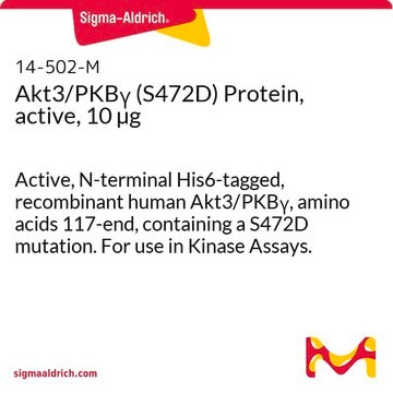 Akt3/PKB&#947; (S472D) Protein, active, 10 &#181;g Active, N-terminal His6-tagged, recombinant human Akt3/PKB&#947;, amino acids 117-end, containing a S472D mutation. For use in Kinase Assays.