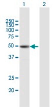 Anti-TUBB1 antibody produced in mouse purified immunoglobulin, buffered aqueous solution