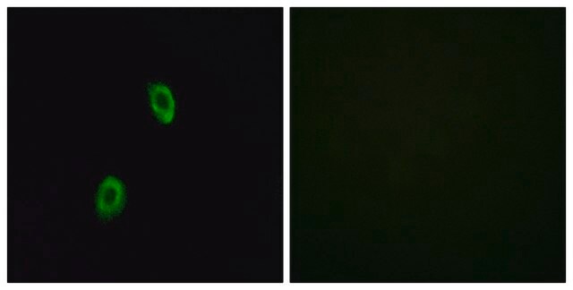 Anti-OR1D2 antibody produced in rabbit affinity isolated antibody