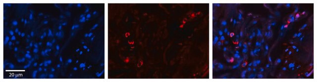 Anti-SELENBP1 affinity isolated antibody