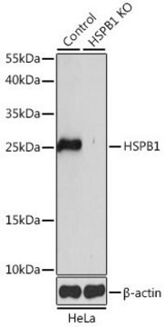 Anti-HSPB1 antibody produced in rabbit