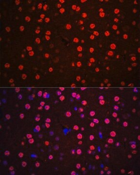 Anti-Phospho-p38 MAPK-T180/Y182 antibody produced in rabbit