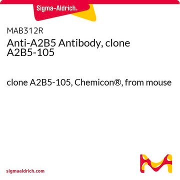 Anti-A2B5 Antibody, clone A2B5-105 clone A2B5-105, Chemicon&#174;, from mouse