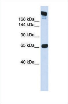 Anti-SI antibody produced in rabbit affinity isolated antibody