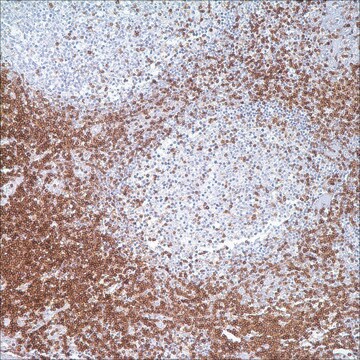 CD3 (MRQ-39) Rabbit Monoclonal Antibody