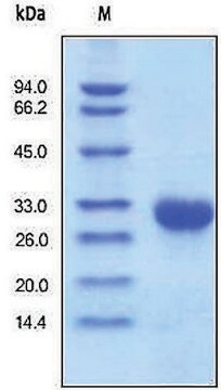 TIMP1 human recombinant, expressed in HEK 293 cells, &#8805;95% (SDS-PAGE)