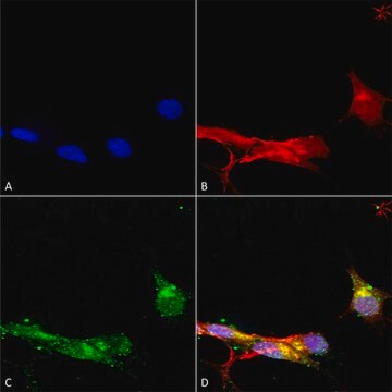 Monoclonal Anti-Sur1 - Fitc antibody produced in mouse clone S289-16, purified immunoglobulin