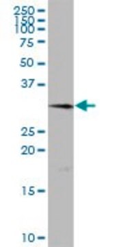 Anti-TMEM27 antibody produced in mouse IgG fraction of antiserum, buffered aqueous solution