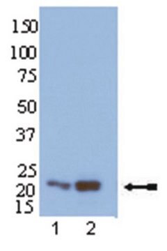 Anti-Rap1 Antibody Upstate&#174;, from rabbit