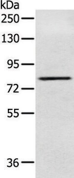 Anti-NFKBIZ affinity isolated antibody