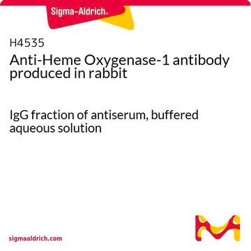 Anti-Heme Oxygenase-1 antibody produced in rabbit IgG fraction of antiserum, buffered aqueous solution