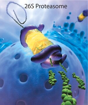 20S Proteasome Fraction from rabbit &#8805;95% (SDS-PAGE), solution