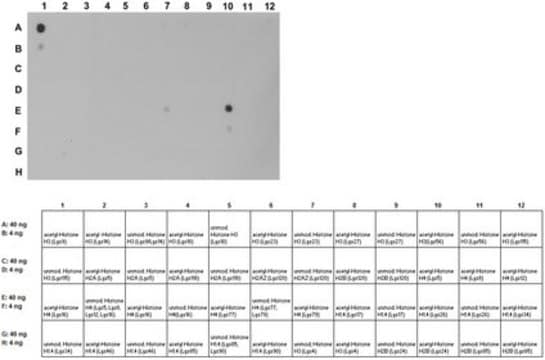 Anti-acetyl-phospho Histone H1.4/H3 (Lys26/Lys9, Ser27/Ser10) Antibody from rabbit, purified by affinity chromatography