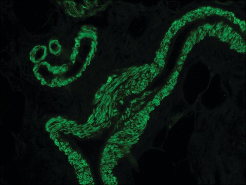 Anti-Mouse IgG (Fab specific) F(ab&#8242;)2 fragment–FITC antibody produced in goat affinity isolated antibody, buffered aqueous solution