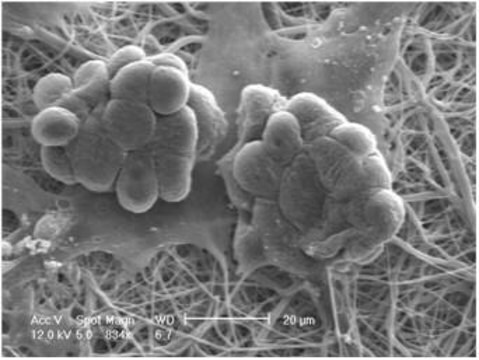 Nanofiber multiwell plate inserts, with random oriented nanofibers for 12 well plates